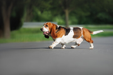 cute basset hound dog walking outdoors in summer