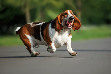 funny basset hound dog running outdoors