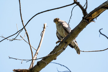 An adult sparrowhawk or little sparrowhawk (Accipiter nisus) sits on a tree branch against the blue sky and looks down at the camera, opening its beak from the heat, vertical photo.