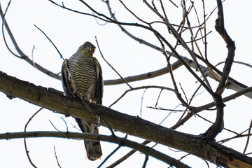 An adult sparrowhawk or little sparrowhawk (Accipiter nisus) sits on a tree branch against a bright sky and looks at the camera with a funny expression.