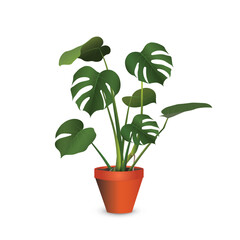 Monstera deliciosa - large exotic plant (tropical liana) in a plastic flower pot isolated on a white background close-up. Vector realistic image for room design project, plant store advertising banner
