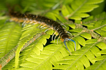 Close up of a native new zealand centipede on a green fern