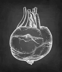 Kohlrabi chalk sketch