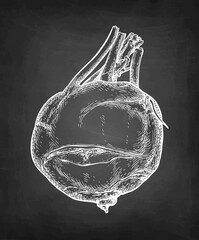 Kohlrabi chalk sketch