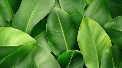 Lush green leaves create vibrant tropical atmosphere, showcasing nature beauty and freshness