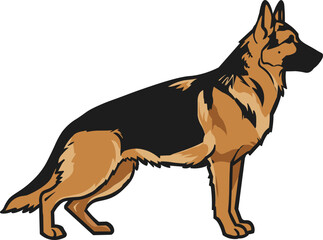 Vector illustration of a German Shepperd dog