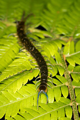 Close up of a native new zealand centipede on a green fern