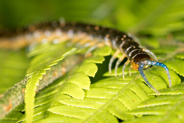 Close up of a native new zealand centipede on a green fern