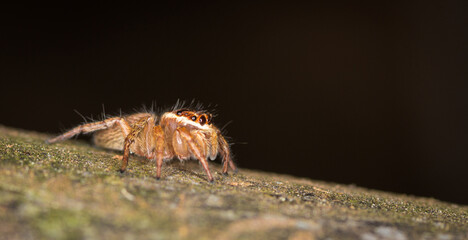 Close up macro photo of white banded house jumping spider