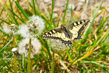 Schwalbenschwanz (Schmetterling)