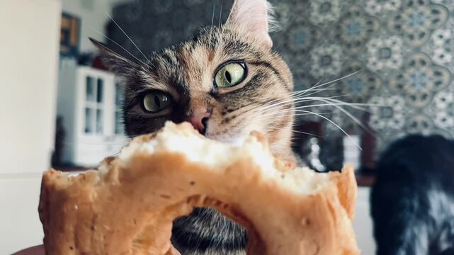 Gray furry cat is eating eclair from woman hand
