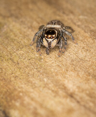 Close up macro photo of white banded house jumping spider