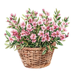 A Waxflower Flower Basket, watercolor clipart vector, isolated on a white background.