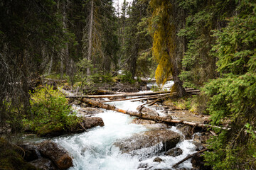 Fast-moving stream in forest