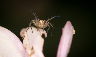 
Close up of crab spider on a flower
