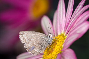 Close up of Common grass blue butterfly