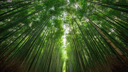 Bamboo forest canopy viewpoint