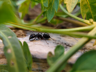 close up of black ants behind leaves (Camponotus japonicus)