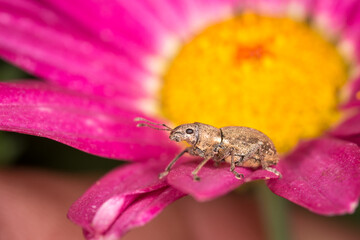 Close up of a Weevil on garden plant