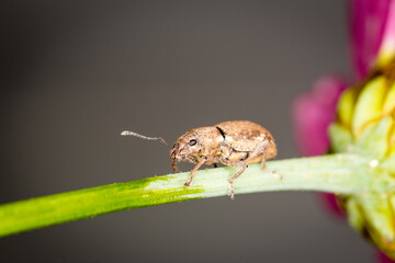 Close up of a Weevil on garden plant