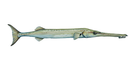 Watercolor Garfish Illustration: Aquatic Life, Nature, Fish watercolor png, transparent isolated nackground