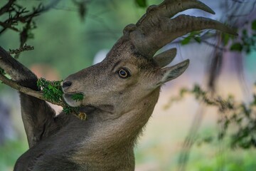 Alpine ibrex (Capra ibex) eating tree bud