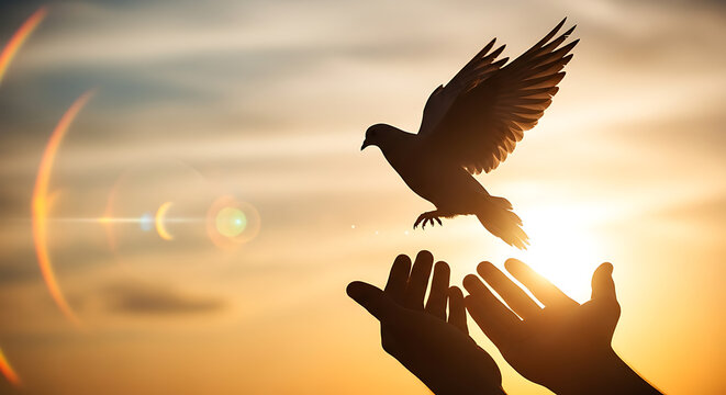 Dove release at sunset bird flying
