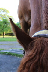 close up of horse