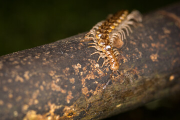 Close up of a native new zealand centipede on a mossy log