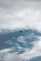 Free Birds Flying in Cloudy Sky – Symbol of Freedom and Peace