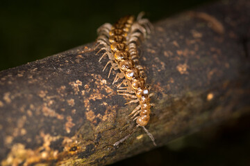 Close up of a native new zealand centipede on a mossy log