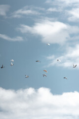 Pigeons in Flight – Freedom and Tranquility Above the Clouds