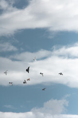 Cloudy Sky and Flying Birds – Wildlife in Motion