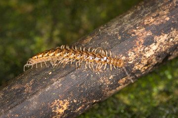 Close up of a native new zealand centipede on a mossy log