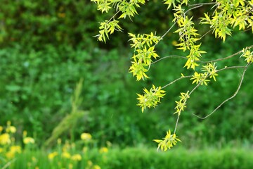 봄 공원 풍경, 초록색 새싹