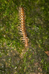 Close up of a native new zealand centipede on a mossy log