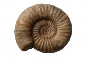 Close-up of an ammonite fossil revealing intricate spiral patterns, isolated on a transparent background
