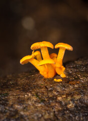 Close up of orange pore fungus growing on rotting log