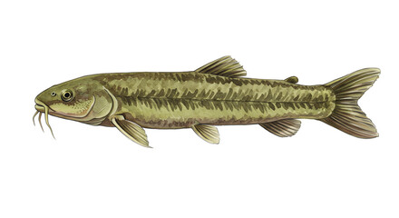Detailed Watercolor Illustration of a Danube Sheatfish watercolor png, transparent isolated nackground