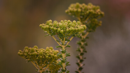 A close-up of an exotic and beautiful yellow flower with the blossom shaped like a wide, flat,...