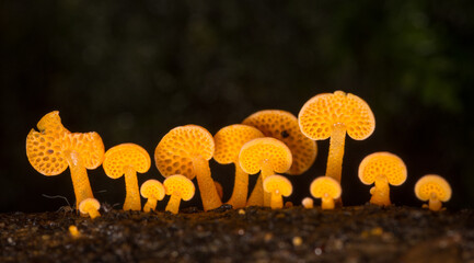 Close up of orange pore fungus growing on rotting log