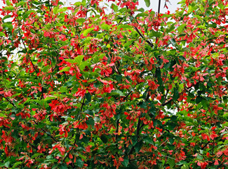Red leaves on summer tree nature background