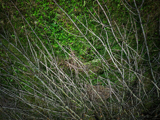 Diagonal trimmed tree branches background