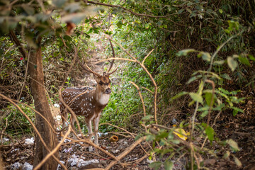 Beautiful deer at Sanjay Gandhi National Park in Mumbai, India