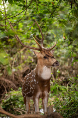 Beautiful deer at Sanjay Gandhi National Park in Mumbai, India