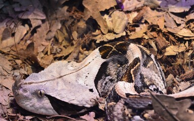 Gaboon Viper (Bitis gabonica) Camouflaged in Natural Habitat