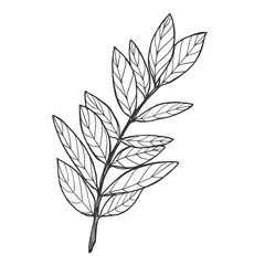 Vector graphic monochrome floristic base with leaves. Simple leaf sketch