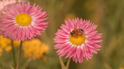 Another close-up of a beautiful pink flower from an Australian plant commonly called an...