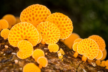 Close up of orange pore fungus growing on rotting log