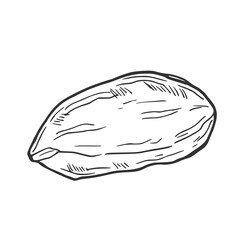 Pistachio nuts set. Isolated sketch of peeled pistachio nut